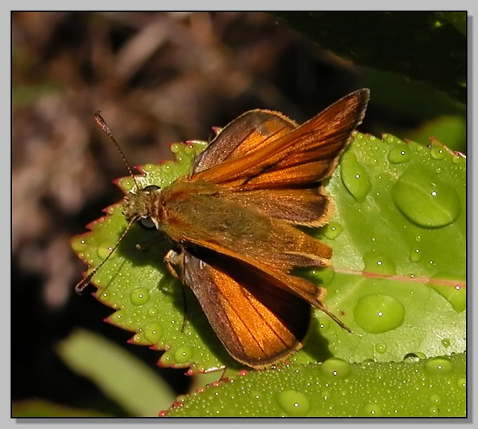 Ochlodes sylvanus e Pieris  mannii